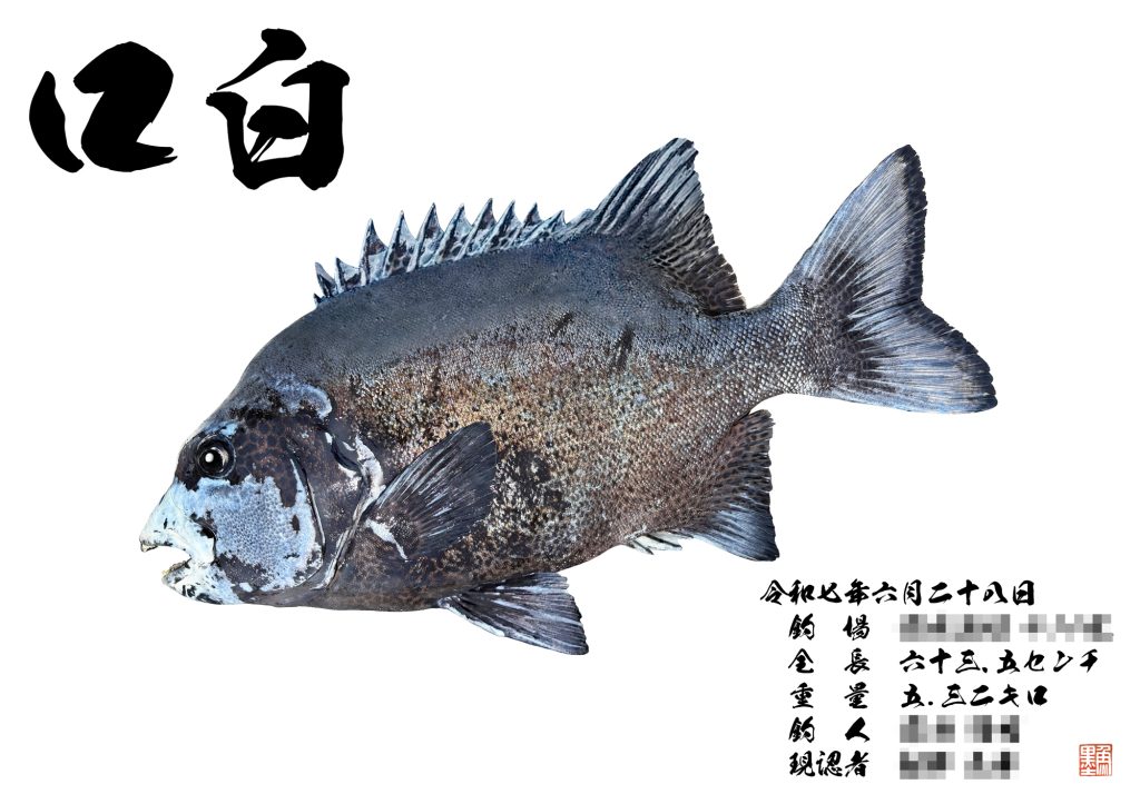 クチジロ（カラー魚拓）