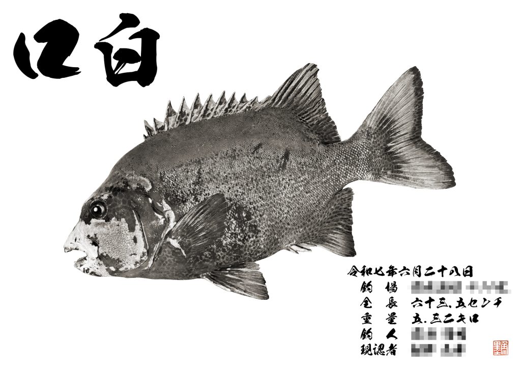 クチジロ（墨魚拓）