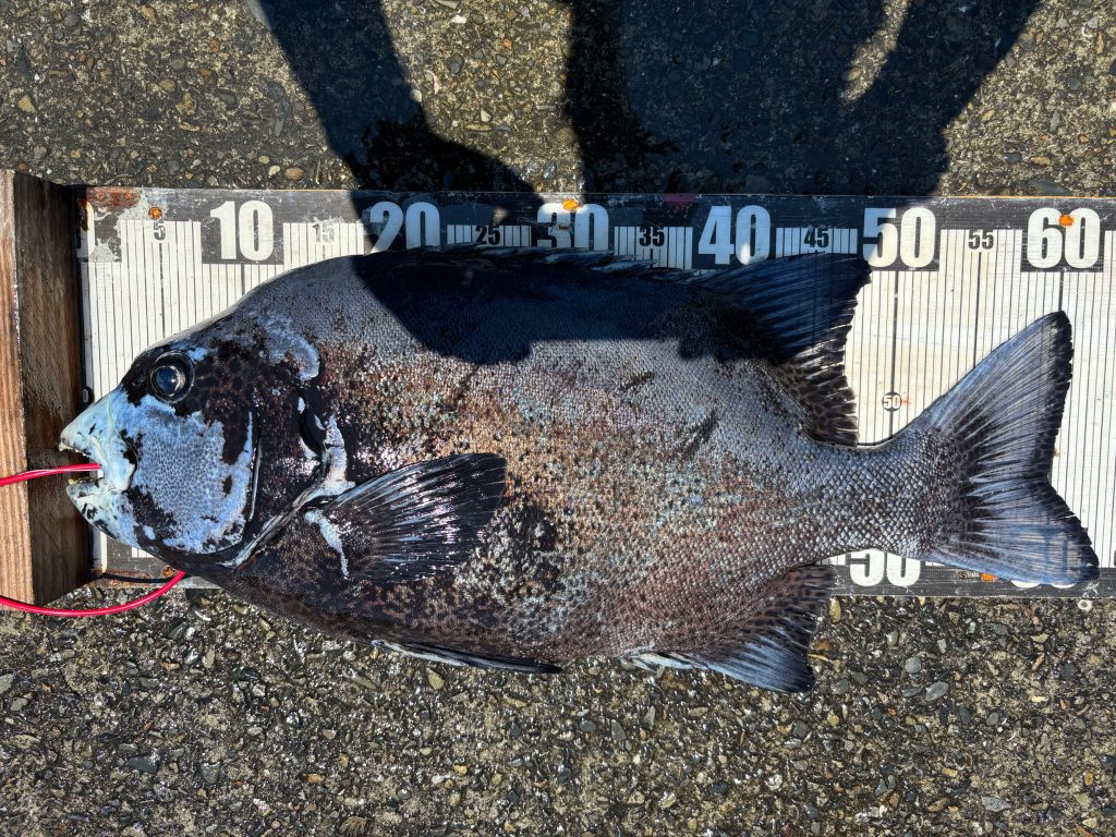 クチジロ（墨魚拓・カラー魚拓）元画像