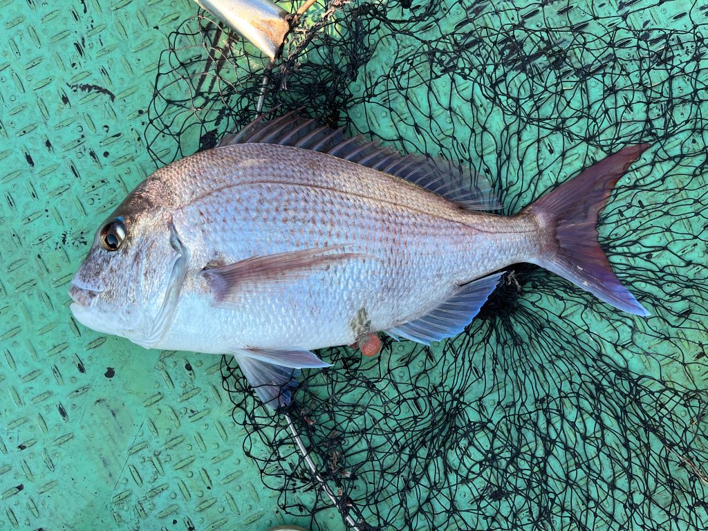 真鯛(カラー魚拓)元画像