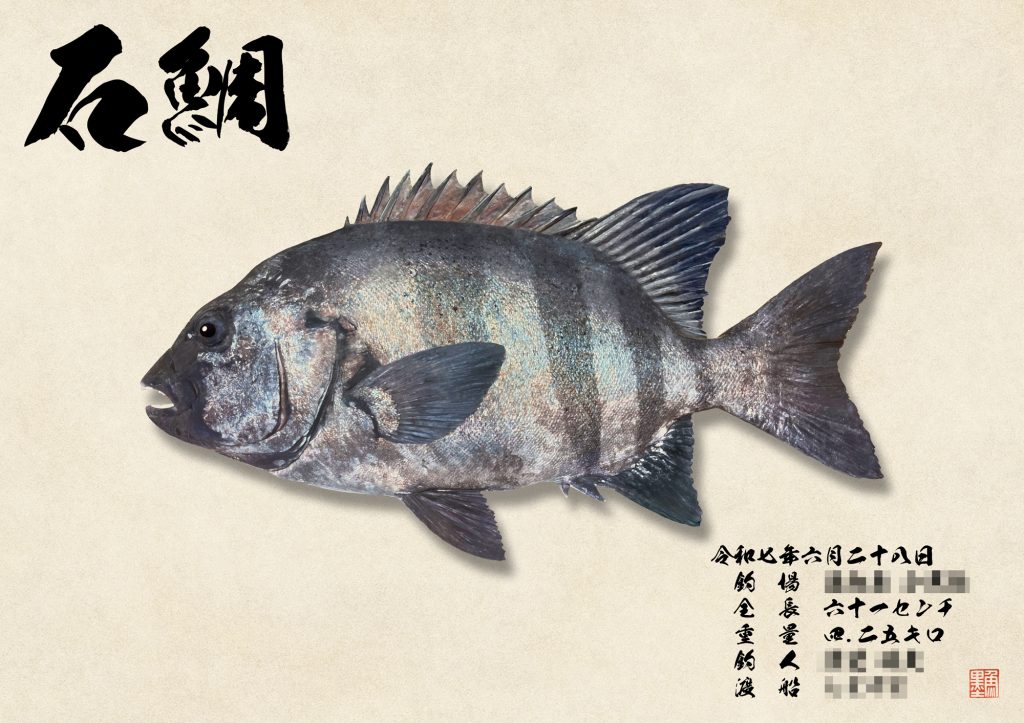石鯛（カラー魚拓）