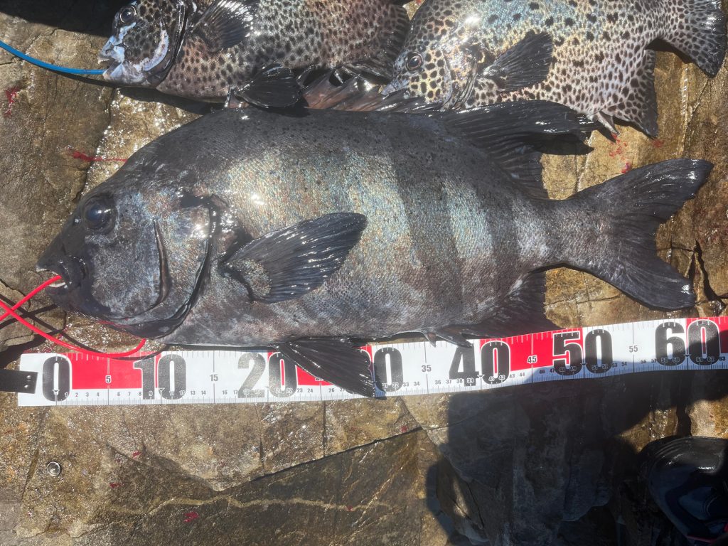 石鯛（カラー魚拓）元画像