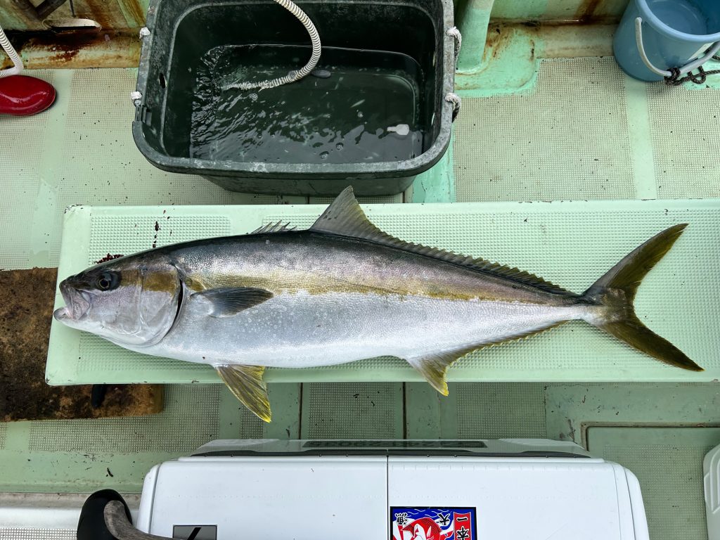ヒラマサ（リアル魚拓）元画像