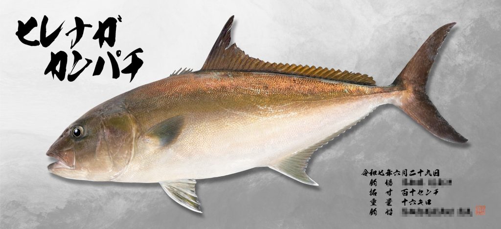 ヒレナガカンパチ(リアル魚拓)