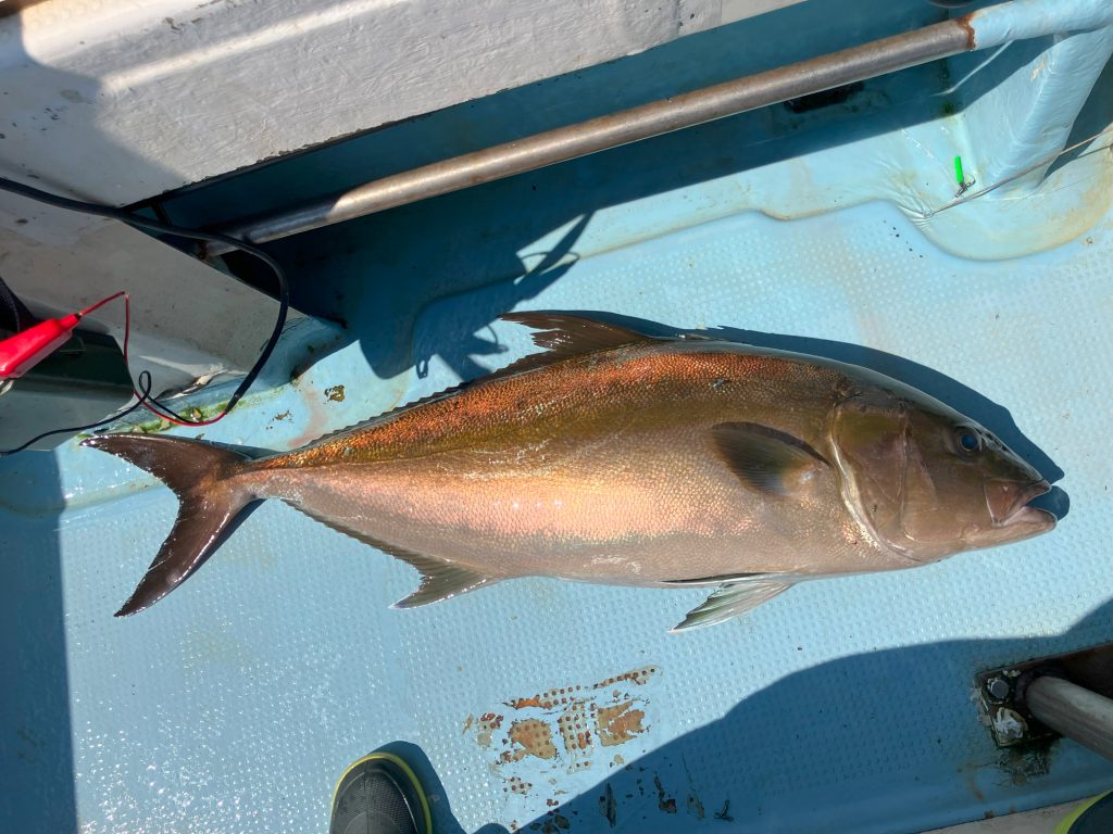 ヒレナガカンパチ(リアル魚拓)元画像