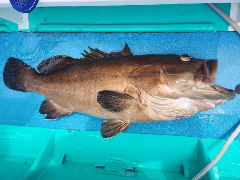 クエ(リアル魚拓)元画像