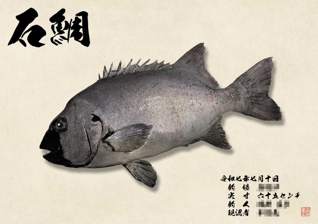 石鯛(リアル魚拓)