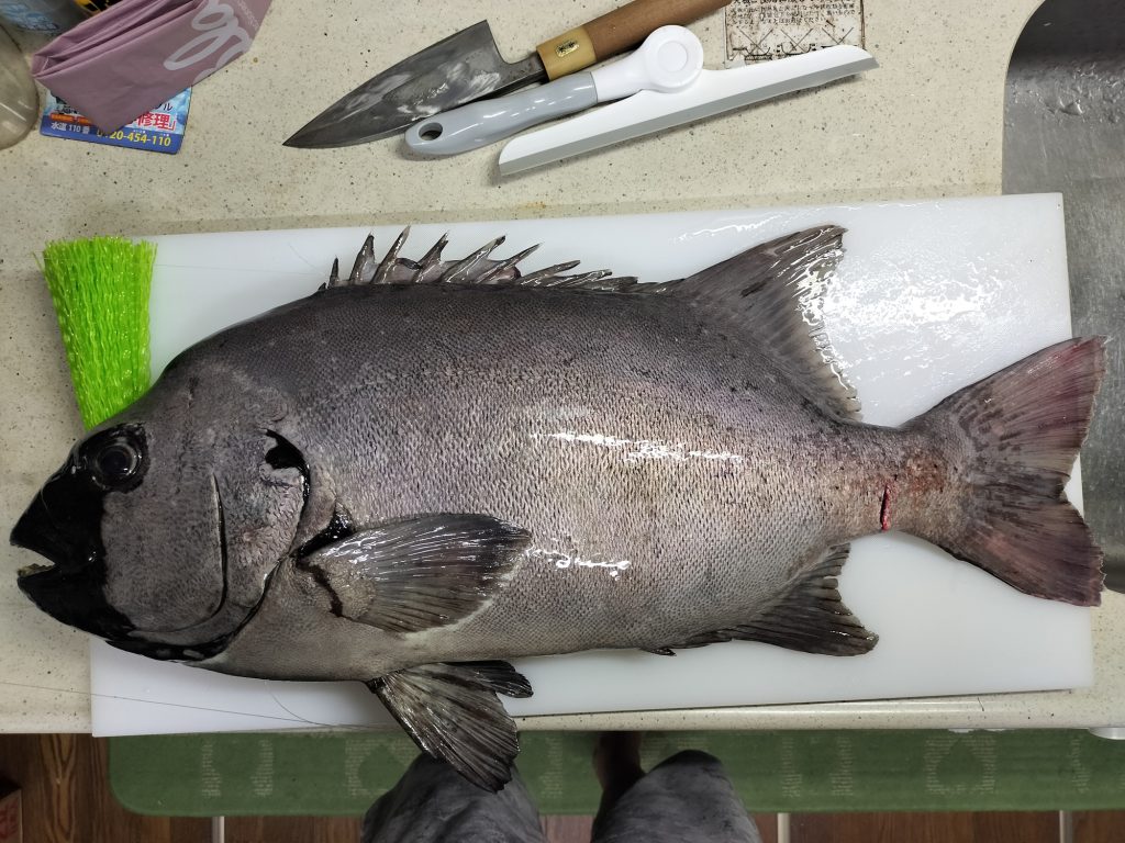 石鯛(リアル魚拓)元画像