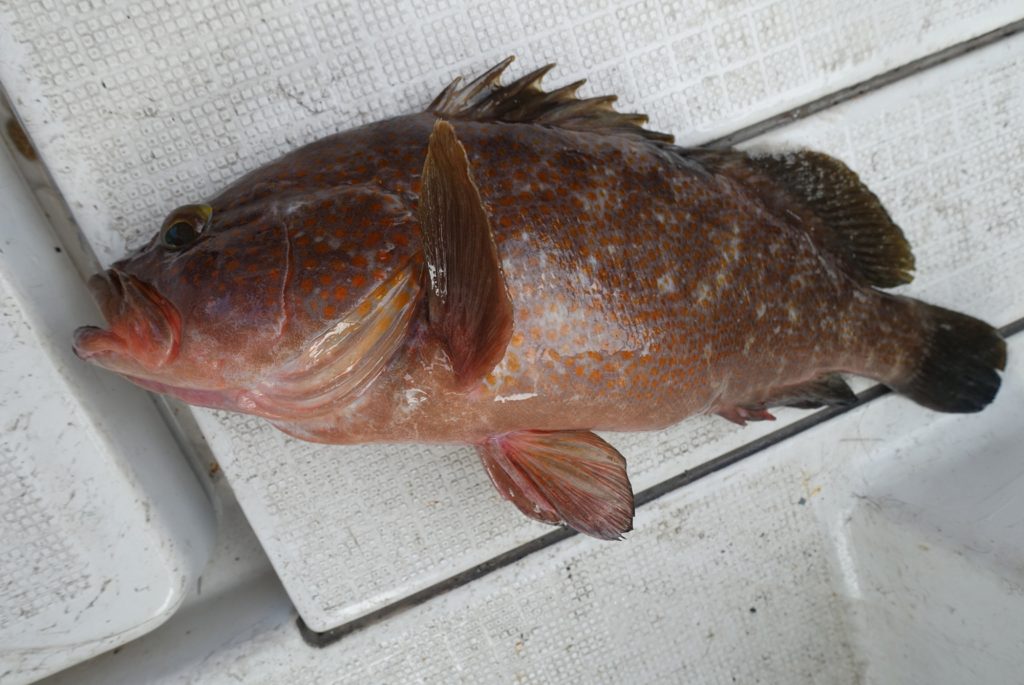 キジハタ(カラー魚拓)元画像