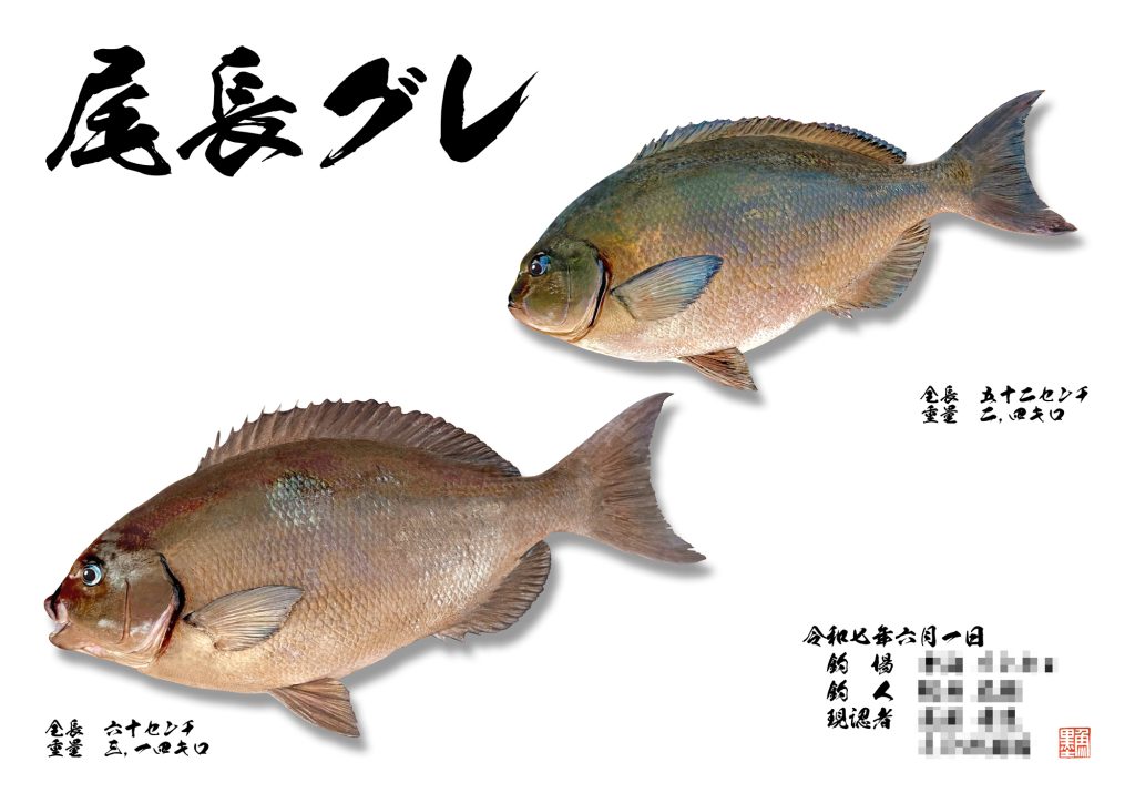 オナガグレ（リアル魚拓）