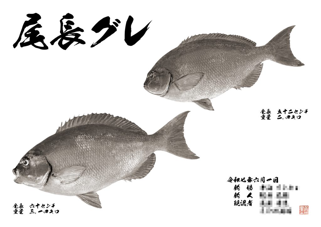 オナガグレ（墨魚拓）