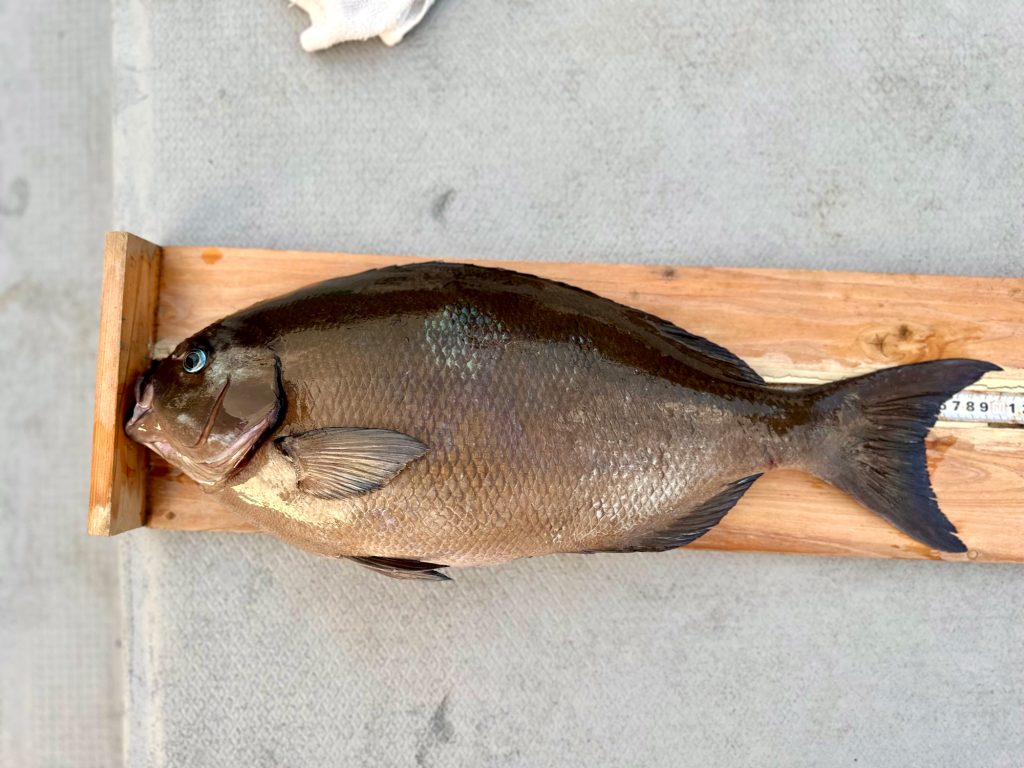 オナガグレ（墨魚拓・リアル魚拓）元画像