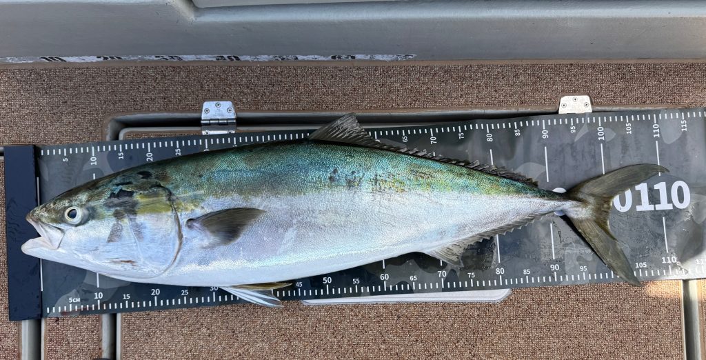 ブリ（墨魚拓・リアル魚拓）元画像