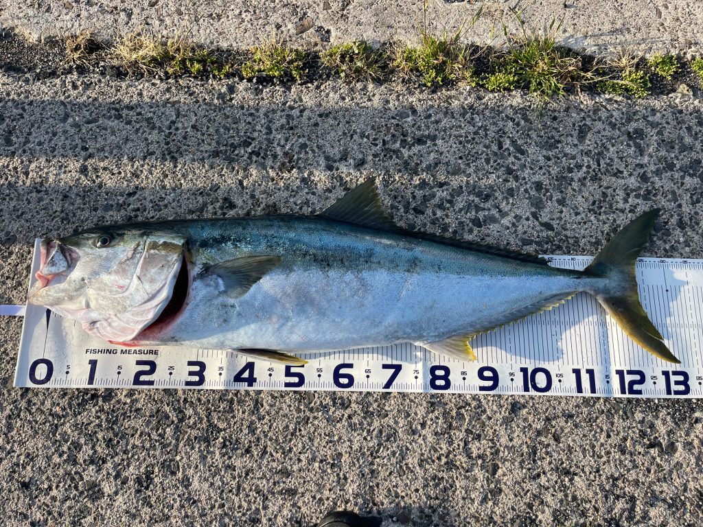 ヒラマサ（リアル魚拓）元画像