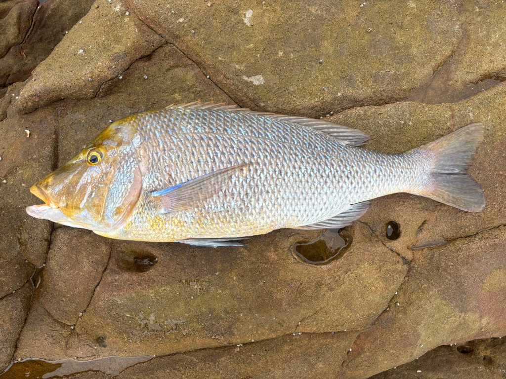 タマミ（墨魚拓）元画像