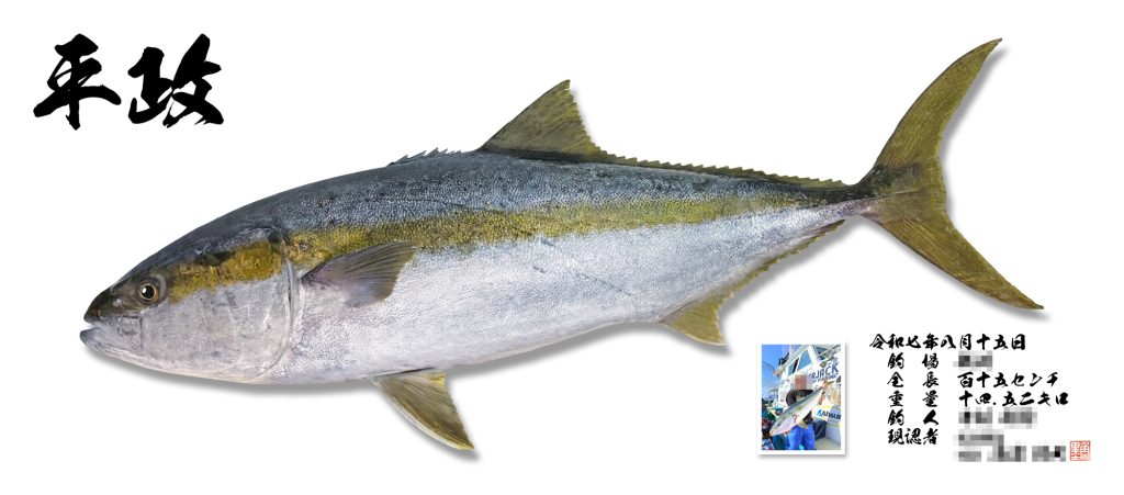 ヒラマサ（リアル魚拓）