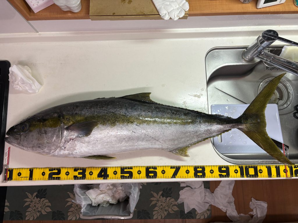 ヒラマサ（リアル魚拓）元画像