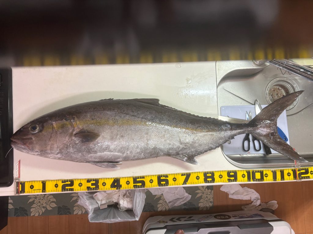 カンパチ(リアル魚拓)元画像