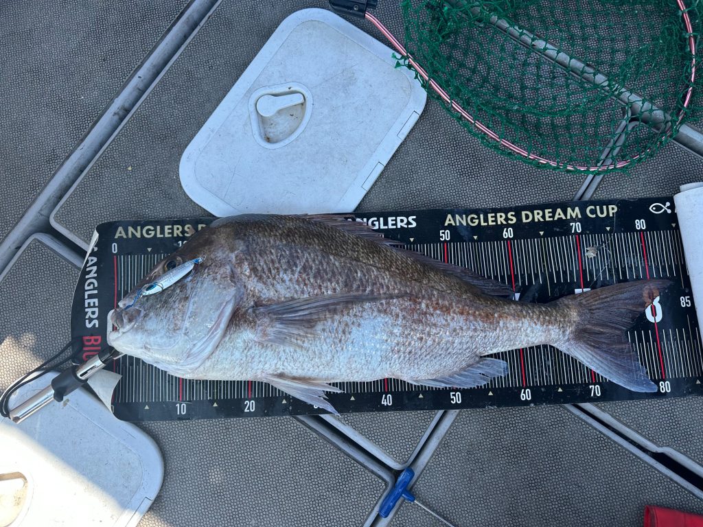 真鯛（カラー魚拓）元画像