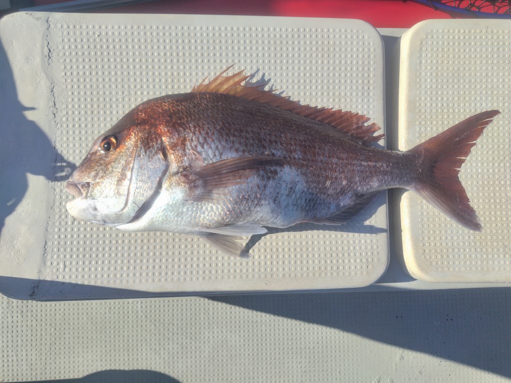 真鯛（カラー魚拓）元画像