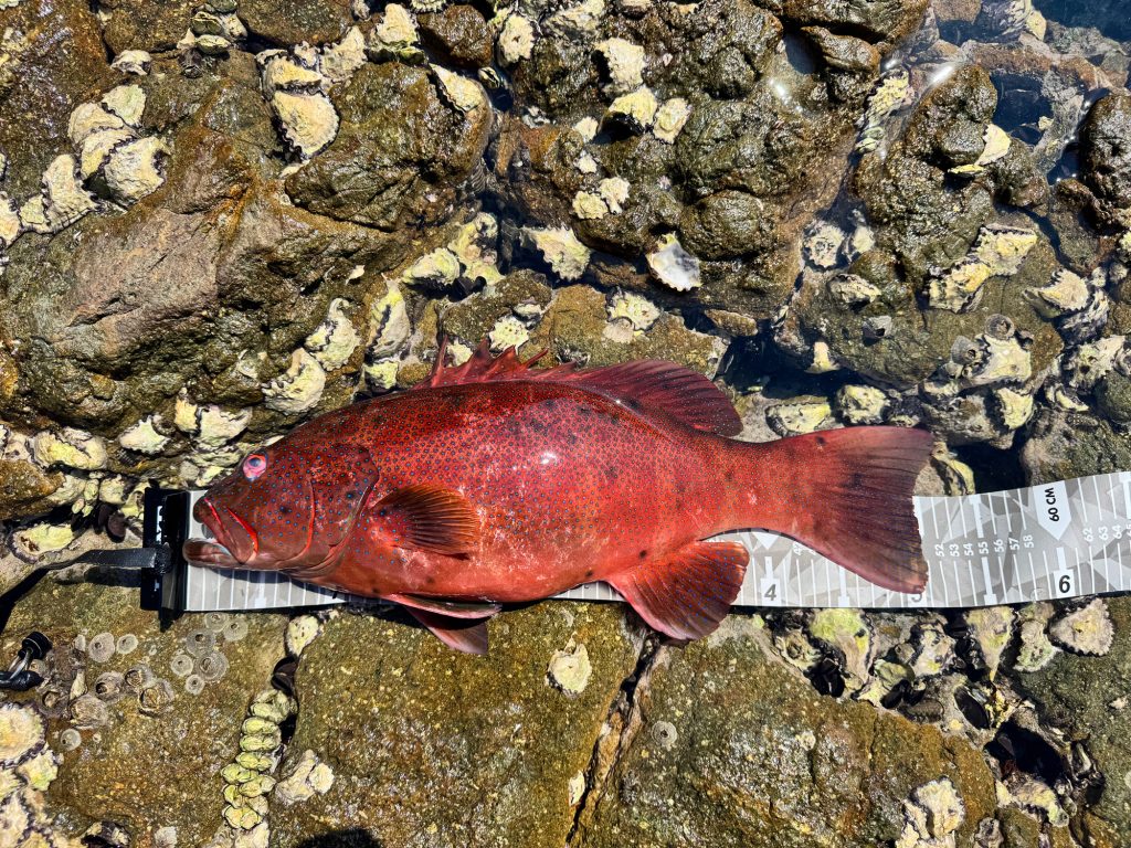 スジアラ(カラー魚拓)元画像