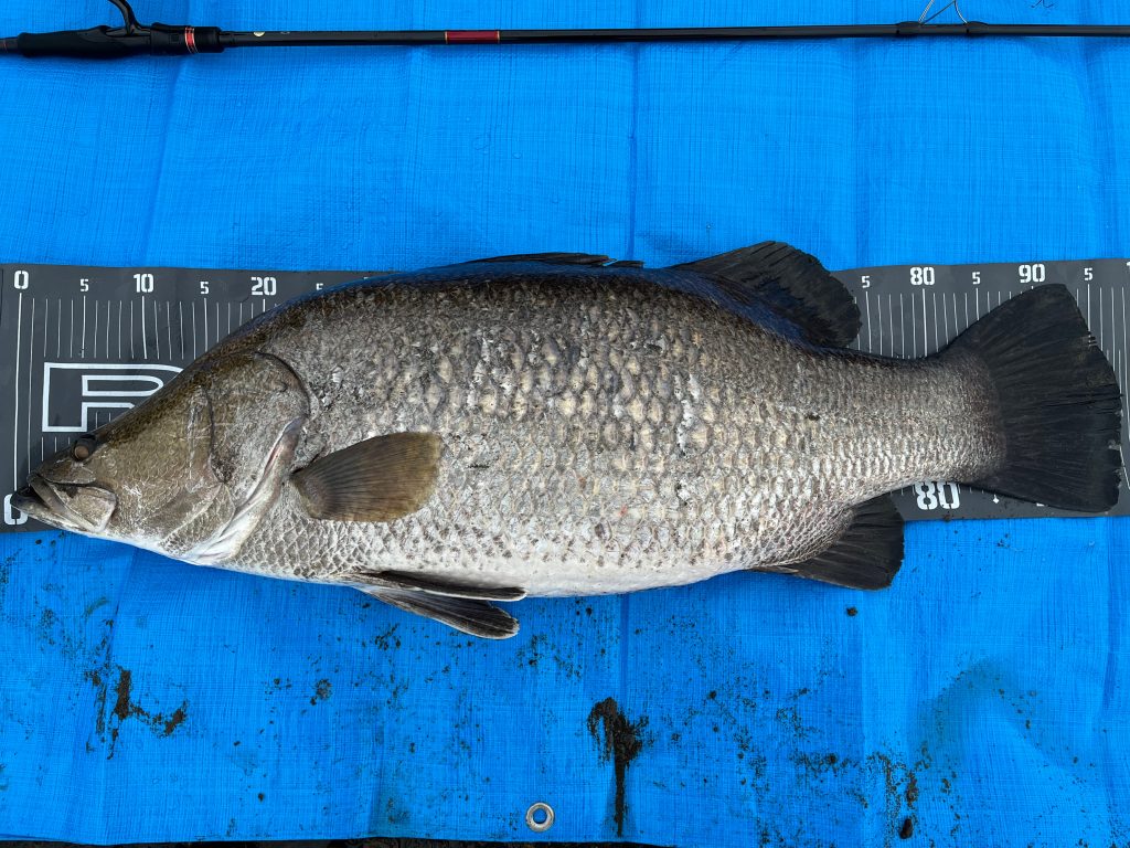 アカメ（墨魚拓）元画像