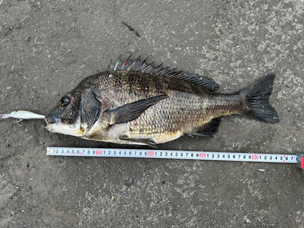 黒鯛（墨魚拓）元画像