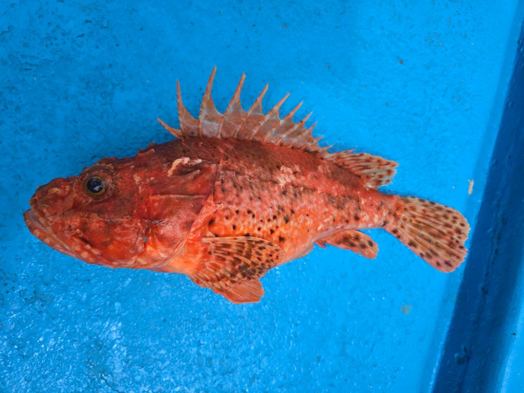 イズカサゴ（カラー魚拓）元画像