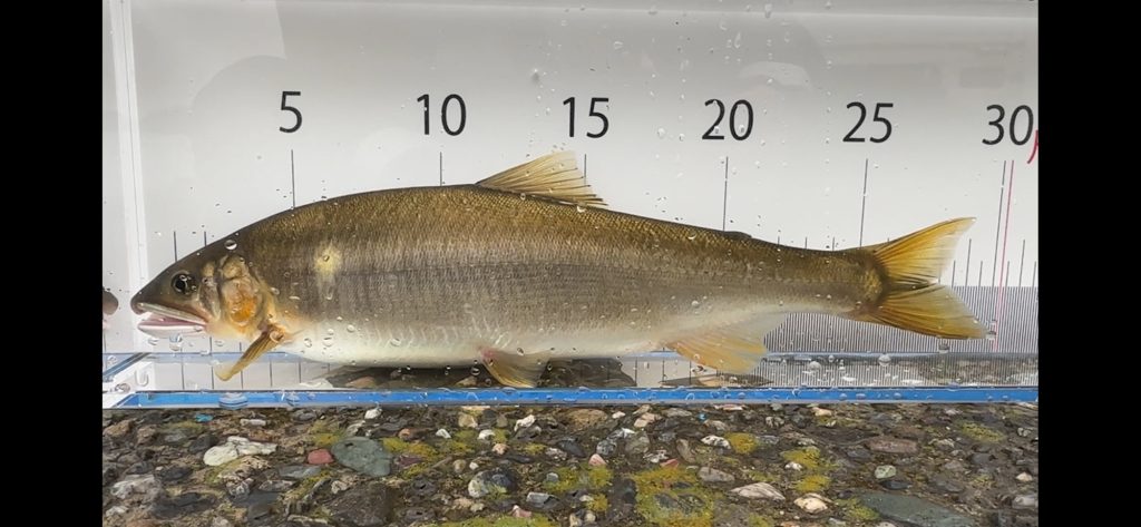 アユ（墨魚拓）元画像