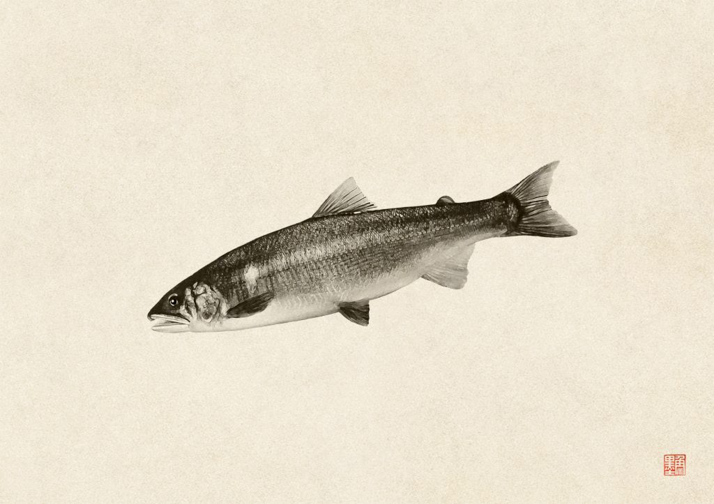 アユ（墨魚拓）