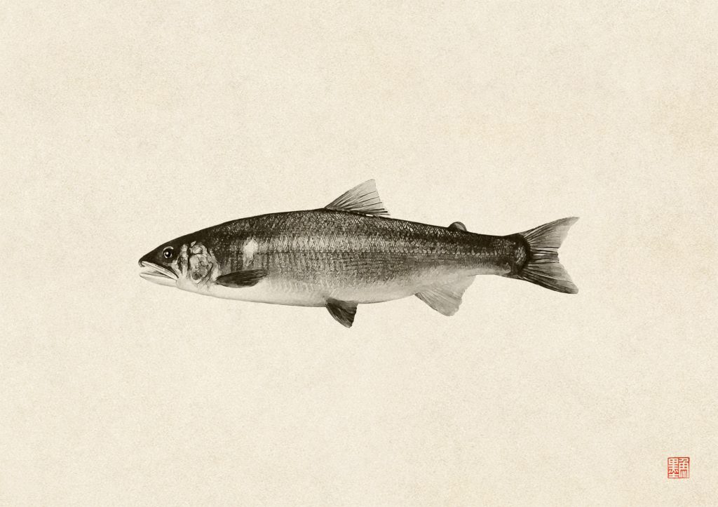 アユ（墨魚拓）