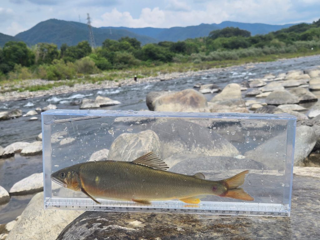 アユ(リアル魚拓)元画像