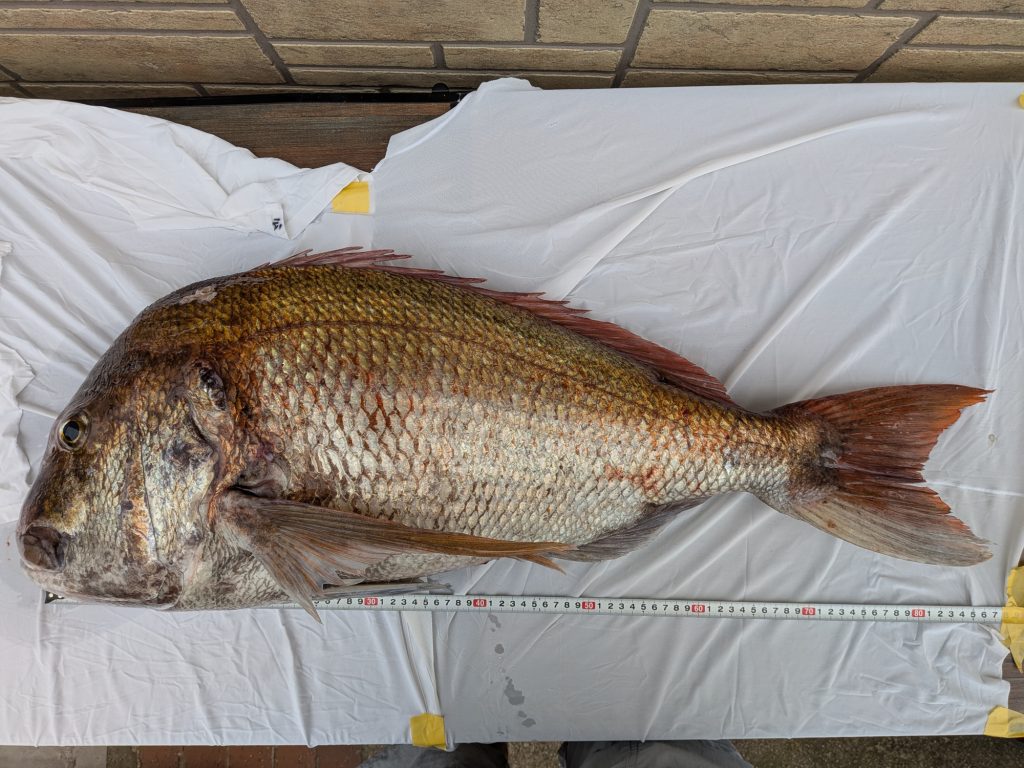 真鯛（墨魚拓）元画像