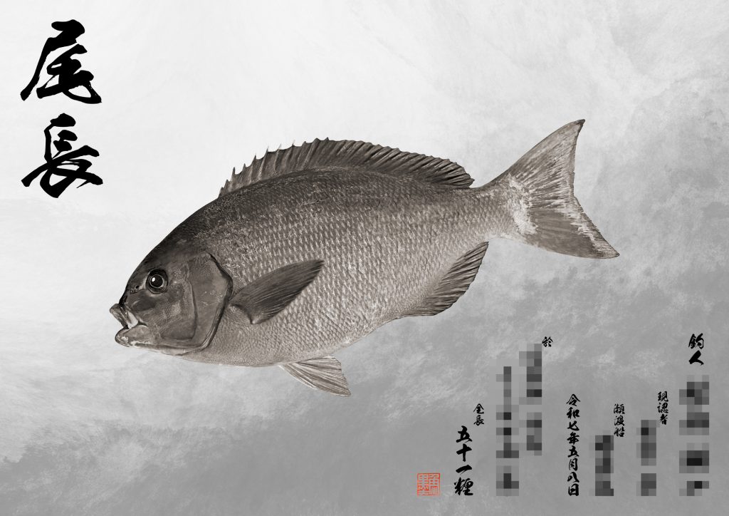 オナガグレ（墨魚拓）