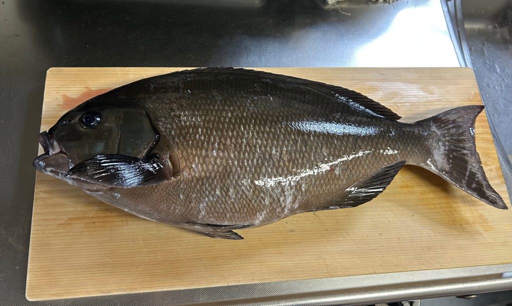 オナガグレ（墨魚拓）元画像