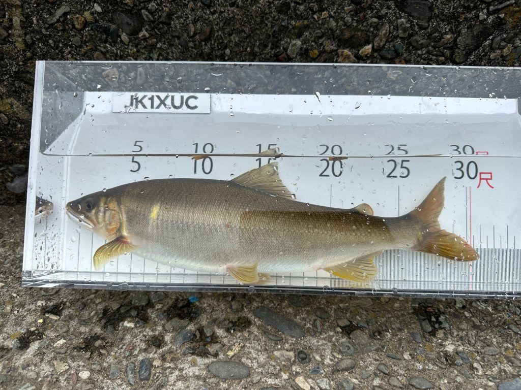 アユ（墨魚拓）元画像