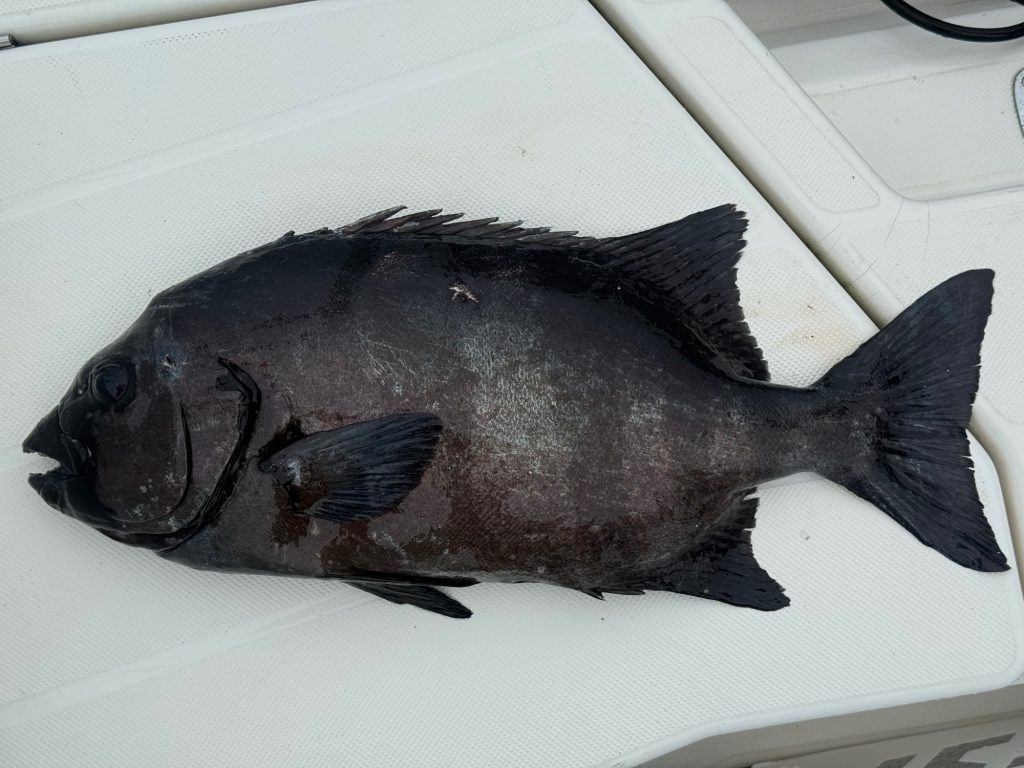 石鯛（墨魚拓）印刷後