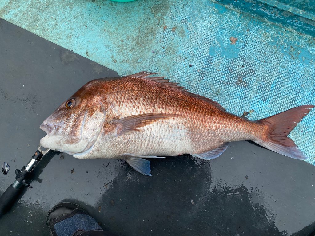 真鯛（墨魚拓・カラー魚拓）元画像