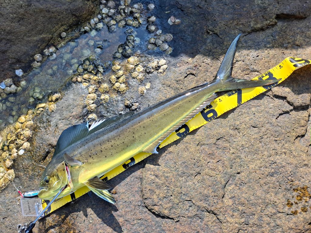 シイラ(リアル魚拓)元画像