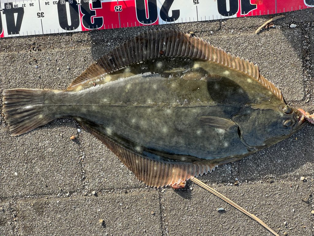 カレイ(リアル魚拓)元画像