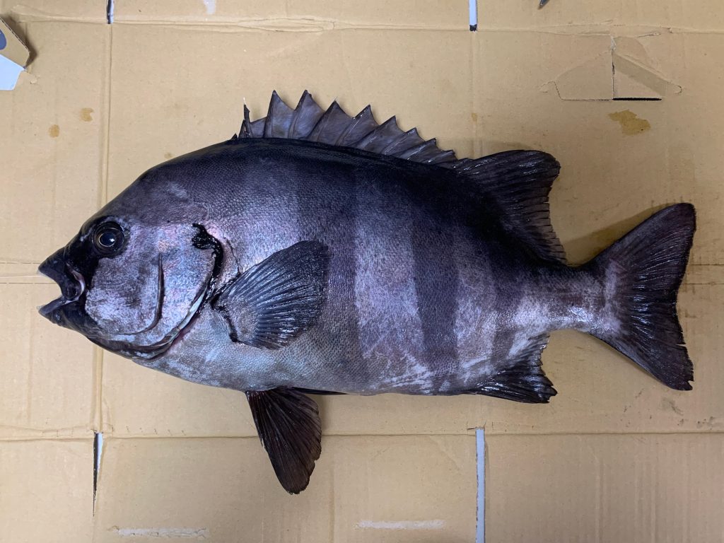 石鯛（墨魚拓）元画像