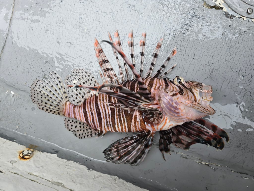 ミノカサゴ（カラー魚拓）元画像