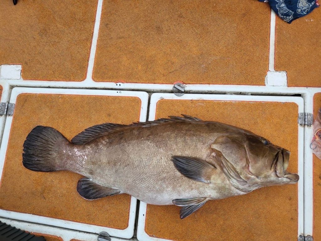 クエ（墨魚拓・リアル魚拓）元画像