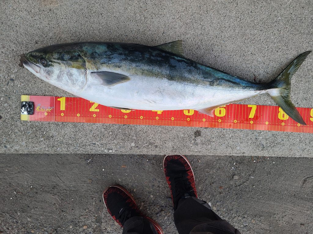 ブリ(墨魚拓)元画像