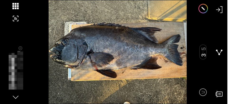 石鯛（リアル魚拓）元画像