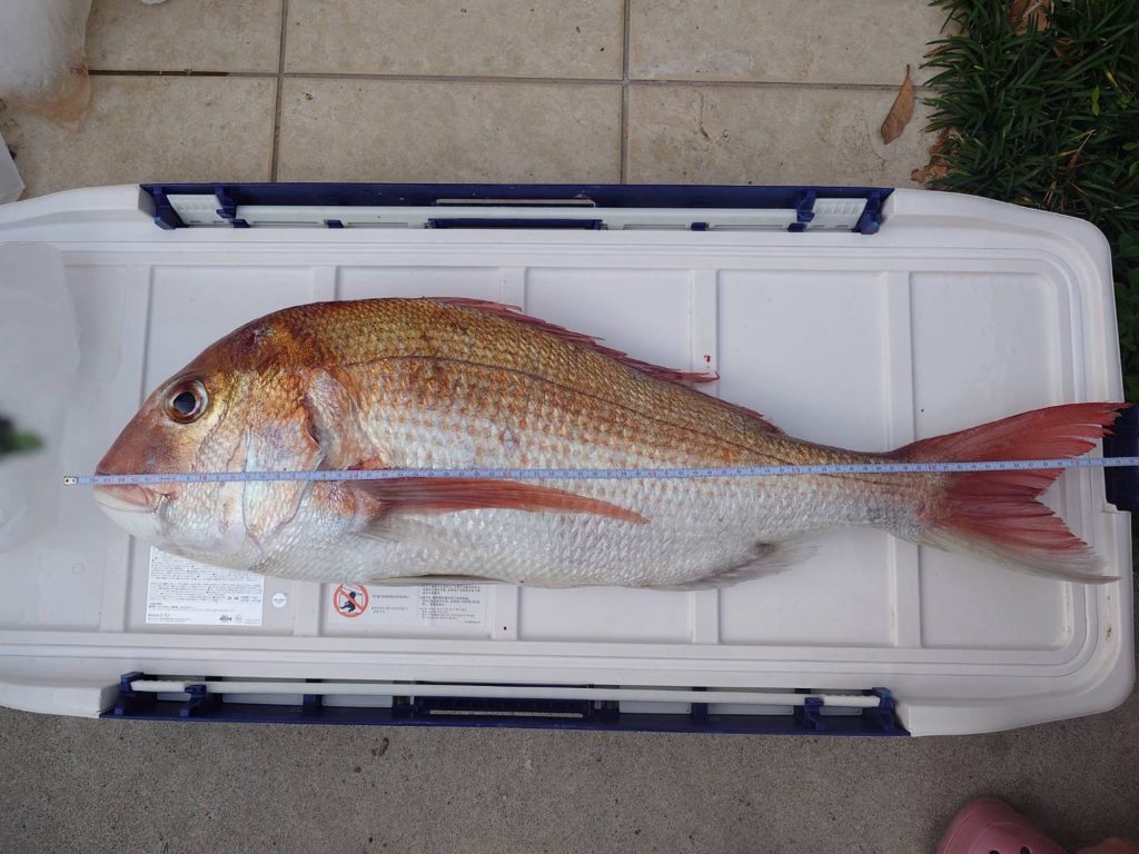 真鯛 (カラー魚拓)元画像