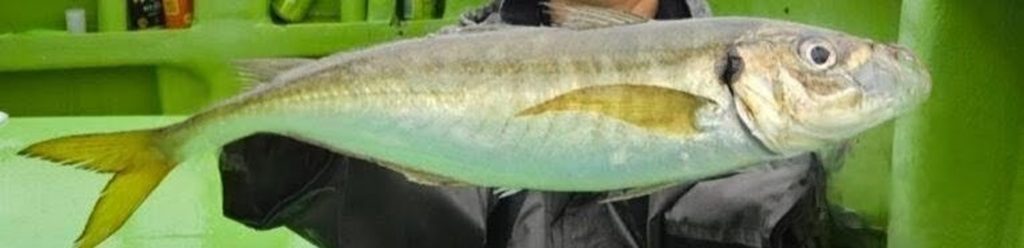 アジ(墨魚拓)元画像