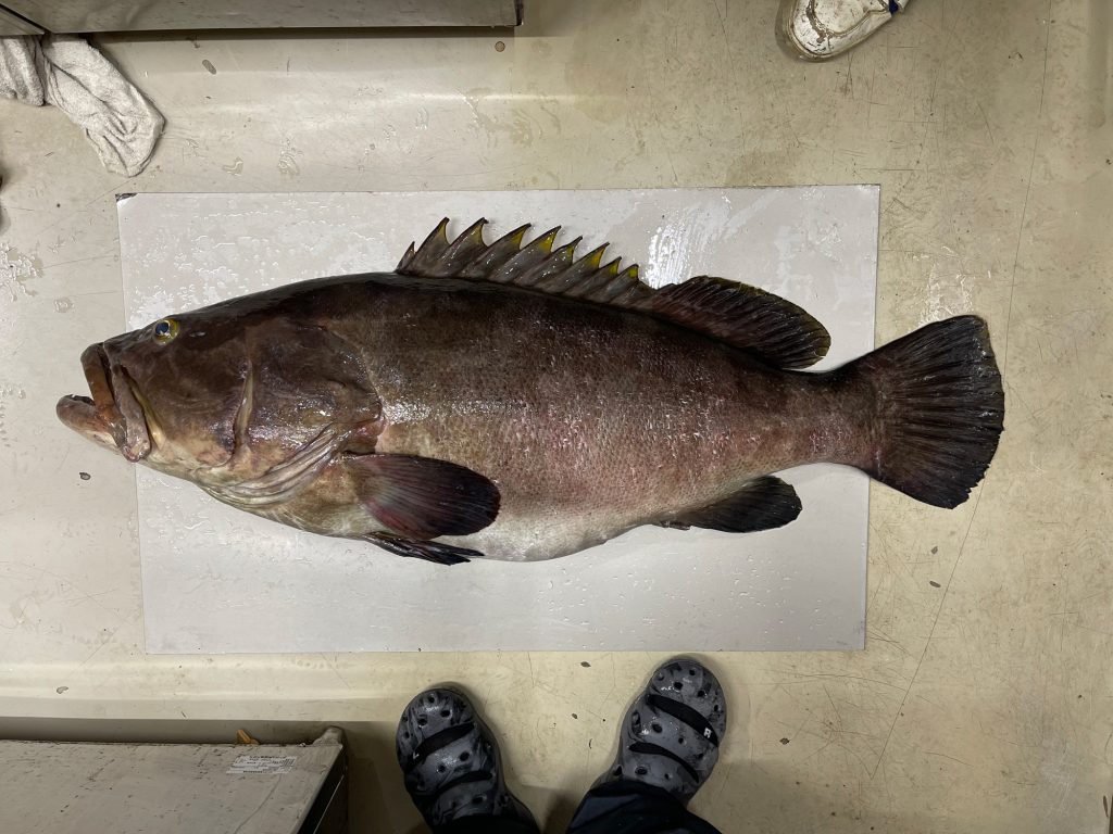 クエ(カラー魚拓)元画像