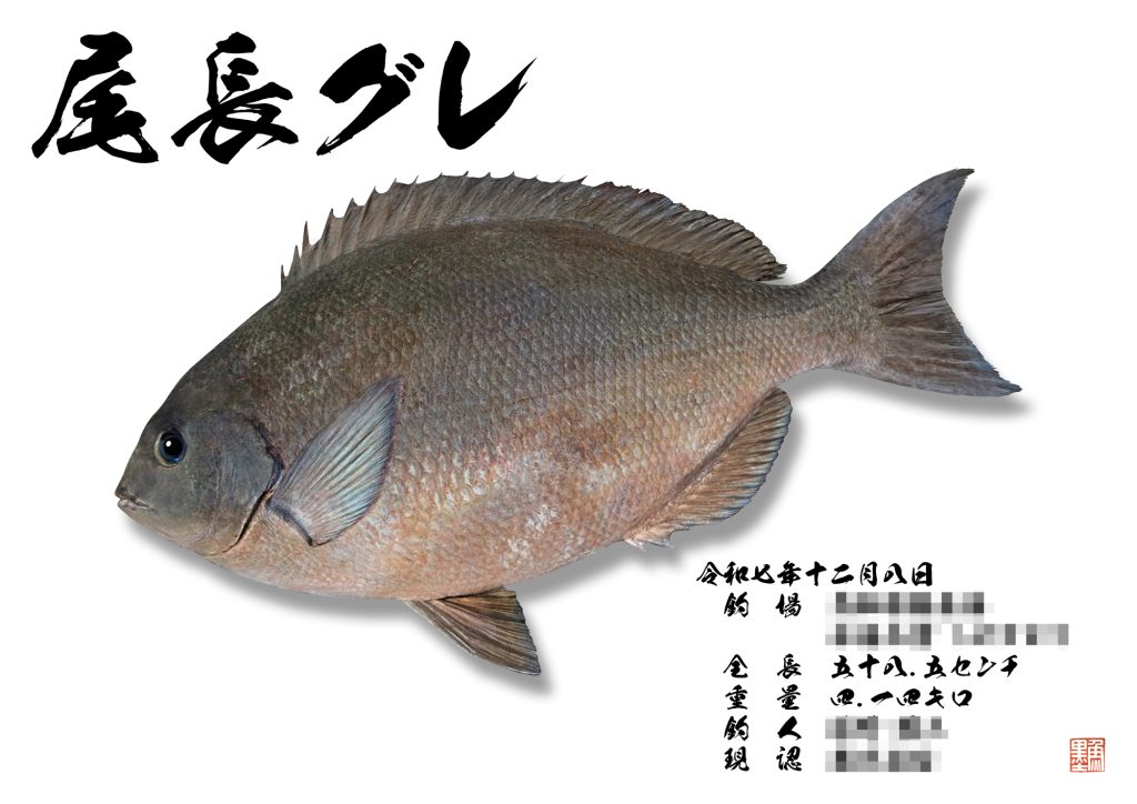 尾長グレ（リアル魚拓）