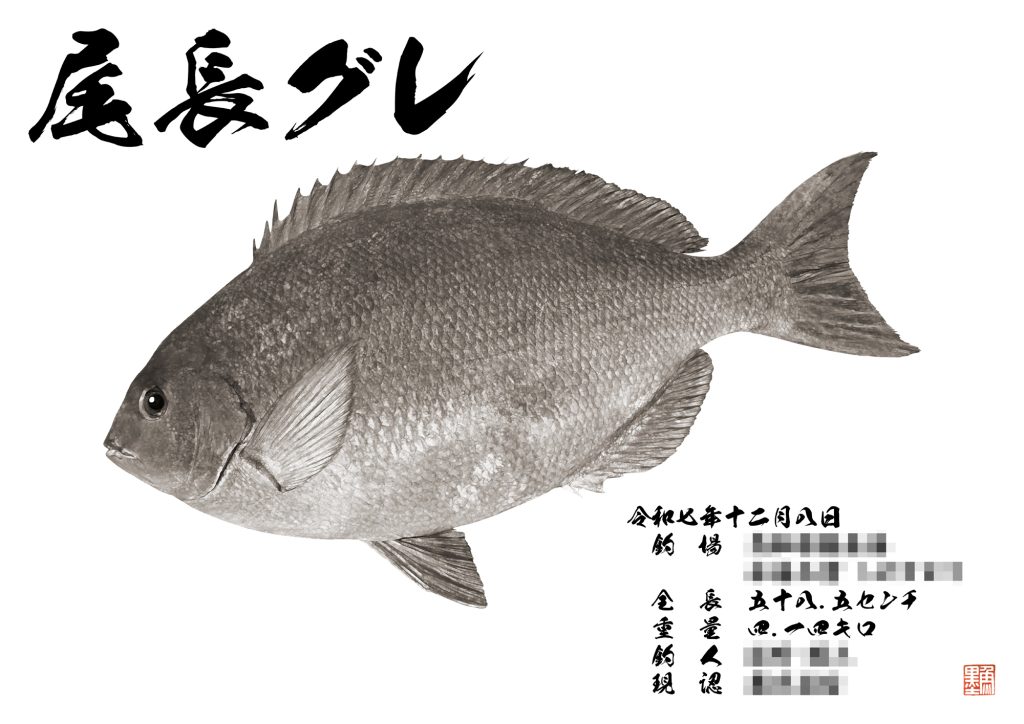 尾長グレ（墨魚拓）